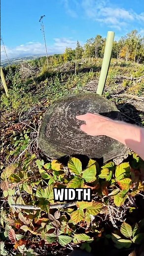 Trying To Count Tree Rings 🌳