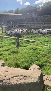 127K views · 14K reactions | Mr Pickles is getting ready to meet the ladies in farmer Richards daily update! | Hall Hill Farm | Facebook