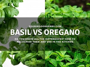 Basil vs Oregano: the 5 Differences (with Photos) | Your Indoor Herbs and Garden