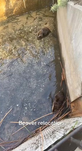 #babybeaver #fyp #wildlife #animalsoftiktok #wwasos #rescueanimals #g..._7135465260303125803 | AmeriNation | Facebook