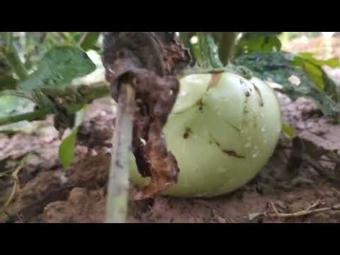हरी/सुखी घास की मलचिंग के हैं जबरदस्त फायदे || Benefits of mulching of green/dry grass