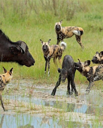 8.7K views · 104 reactions | 25 Scary Moments Animals Attack Other Animals Violently Caught on Camera vs | Eating Sounds | Facebook