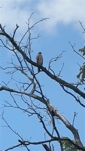 Red-tailed Hawk Calling from the Top of a Tree | Ohio Wildlife 🦅 #redtailedhawks #birdcalls