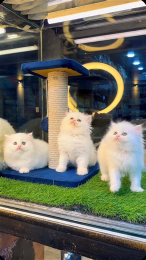 Pets point on Instagram: "🐾 Pure Persian Kittens Available – Petspoint 🐾 We are pleased to share that three pure Persian snow white female kittens are currently available at Petspoint for loving and responsible homes. All kittens have been raised with excellent care, balanced nutrition, and proper attention, ensuring excellent health, strong structure, and good breed quality. ✨ Kitten Details • Total Kittens: 3 • Color: Snow White • Age: 45 days • Gender: All females • Health: Ex