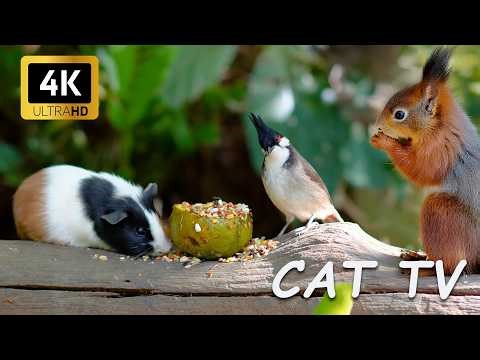 [NO ADS] Cat TV 😺 Cute Birds and Squirrels in the Forest 🐿️ 4 Hours of Non-stop Bird Action 4K HDR