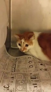 4.5K views · 129 reactions | *HEARTBREAK ALERT!* FINLEY - ID #A131991...