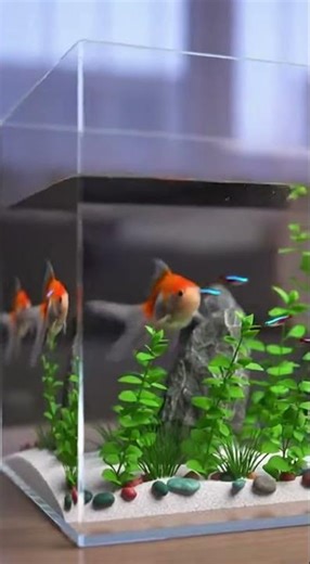 Ultra cinematic time lapse of creating a beautiful aquarium setup inside a modern room The video be