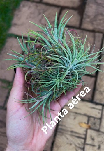 Descubra as maravilhas das plantas aéreas: Tillandsia