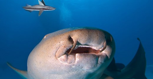 Nurse Shark Teeth: Everything You Need to Know