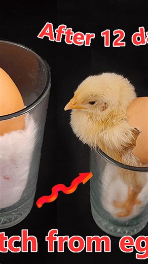 How to hatch chick with eggs in 12 days || Hatching chick very quickly //#highlights #reels | Rana Craft
