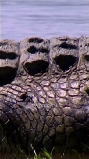 The "Immortal" Crocodile that the Army Couldn't Take Down!