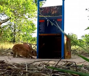 54K views | Attractive Rabbit Trap Method Using Door Closed Fall Into Cardboard Box & Two Long Pipe | Solving | Facebook
