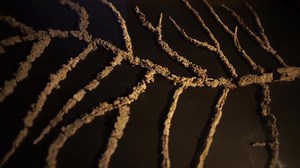 Nice example of a fulgurite (known as ‘fossilized lightning’, formed when lightning discharges into ground) from one of Yakutia's Quaternary cryodeserts. More about the cryodeserts, known locally as Tukulany, from the Melnikov Institute of Permafrost (Rus) https://bit.ly/30IHOE5 | The Siberian Times