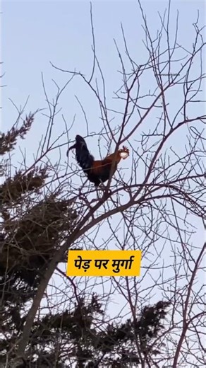 Rooster on the tree #funny #shilpisaroja #thetharpuns #comedy
