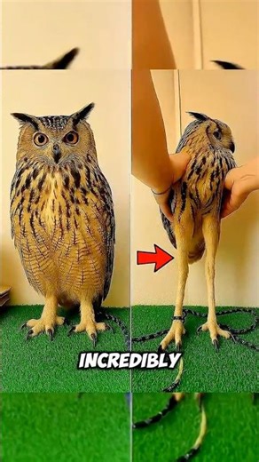 Owl's Incredibly Reality😳#didyouknow