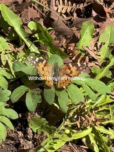 SYLVIE (@sylviecall)’s videos with Richter: On the Nature of Daylight - Orchestral Version - Max Richter Orchestra & Lorenz Dangel