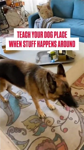 Build an awesome dog