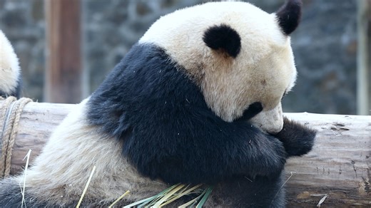 53K views · 3.1K reactions | Panda seems to enjoy tasting its feet more than the bamboo. I wonder how’s the panda’s feet taste like? #HiPanda #CCRCGP Sweet memories of panda baby and mom, please check out: https://t.hk.uy/bBwP | iPanda | Facebook