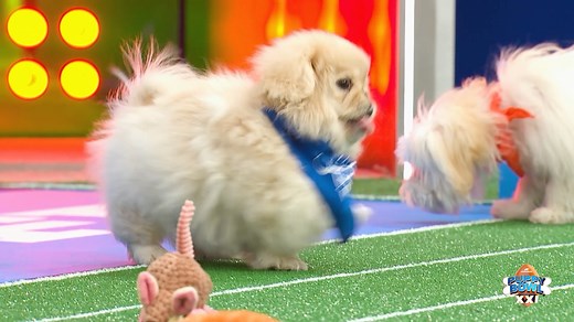 Meet the adorable pups competing in this year’s Puppy Bowl Pupularity Playoffs! Vote NOW for your favorite pups on puppybowl.com/vote #PuppyBowl is back Sunday, Feb 9 at 2p ET | 11a PT on Animal Planet! | Animal Planet