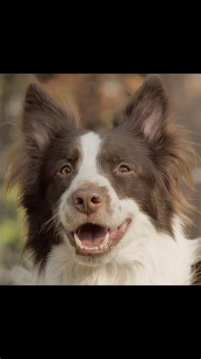 This Dog’s Smile Will Brighten Your Day 🌞🐕 #pets #cutedog