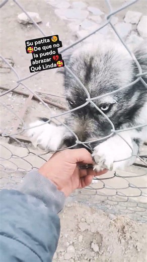 Siempre Bien Linda🥰😍🌹🐕 #ayudasiempre Suscribete