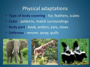 2. Physical Adaptations