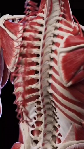 3.2K views · 18 reactions | Back muscle and bone layers 3d animation #medical #3danimation #surgery #doctor #foryou | T.Medical.V | Facebook