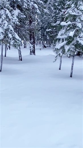 My mom’s dog is my litttle wolf reference when I need some inspiration for paintings 😆