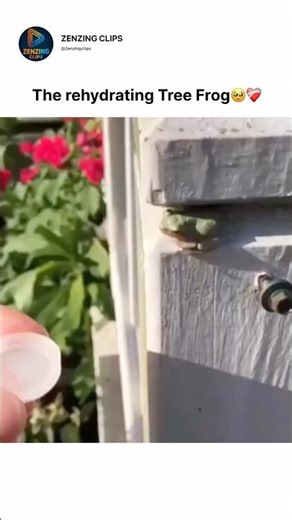 The rehydrating tree frog🥹❤️‍🩹