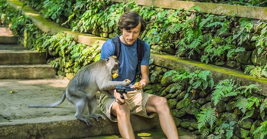 A Gang of Monkeys Are Running a Smartphone Scam at a Temple in Bali