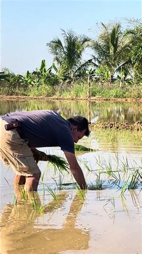Planting Rice #philippines
