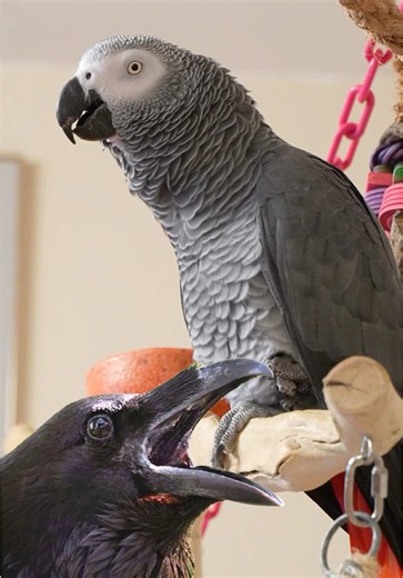 Parrot Imitates Crow Sounds