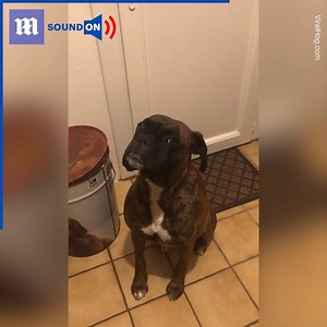 This dog is so guilty!😂 via ViralHog | Daily Mail Did That Just Happen?