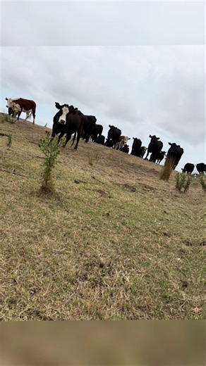 Sooty (@aaronsooty1)’s videos with Heart of Texas - Brent