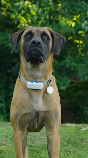 ✨Doban✨ is a perfect example of the resilience of survivors of the dog meat trade. After his rescue from a dog meat farm in South Korea, Doban recovered at out care and rehabilitation centre 💛 He arrived fearful and traumatized, but left confident and ready for a new world. ___ ✨Doban✨ est un exemple parfait de la résilience des survivants du commerce de la viande canine. Après son sauvetage d’une ferme de viande de chien en Corée du Sud, Doban a pu se rétablir à notre centre de soins et de réa