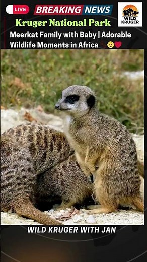 Meerkat Family with Baby | Adorable Wildlife Moments in Africa 🐾👶🌍