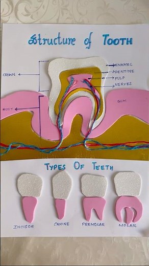 Structure of Tooth Chart | 3D Tooth Model Shorts | TLM Science Project | Parts of Tooth #shortsfeed