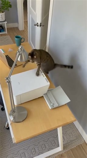 Cat Attacks Printer, Dog Nopes Out