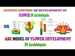 ABC MODEL OF FLOWER DEVELOPMENT IN Arabidopsis