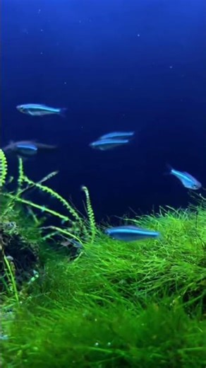 ASMR Fish Tank: Bubbling Relaxation Bliss 🐟💧 #fish #aquascapegallery