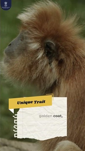 Spot the Golden Langur (Trachypithecus geei), endemic to Assam and nearby Bhutan.
