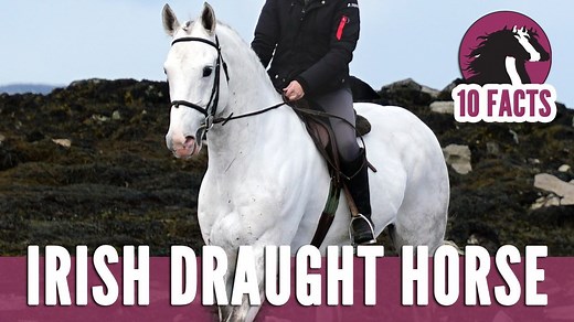 132K views · 5.7K reactions | The Irish Draught is a rare breed from Ireland. Learn more about these amazing horses in this 10 Fascinating Facts Video! Special Thanks to: Cappa Stud & Irish Draught Horse Breeders Association. | Discoverthehorse | Facebook