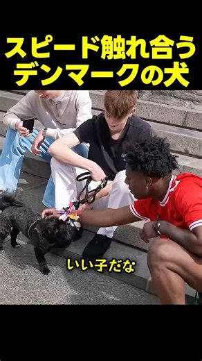スピード、デンマークで犬と触れ合う！最後はとんでもない事態に！？