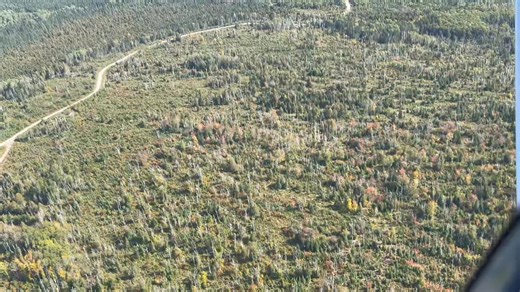 Flying over the bush and counted over 1,000 dead birch trees after the last spray… and honestly, how can anyone say this is “healthy” for the forest? 🌲💀 Birch are the early-warning system of the north — when they start dying in massive clusters, something is seriously off. If the spray is strong enough to wipe out entire stands of birch, what’s happening to everything we can’t see? If you’ve noticed die-offs in your area, I’d love to hear about it. Is this happening everywhere, or is this just
