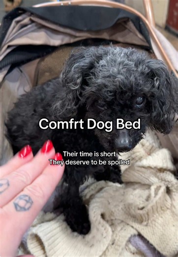 Why I Wish I Bought the Comfrt Dog Bed Sooner