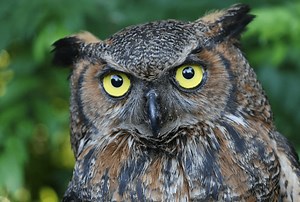 Great Horned Owl (Bubo virginianus) Info - Birding Insider