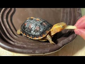 Feeding Fruit to Turtle - Eating Apple in Water 🍎 🐢