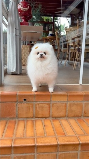 Lulu Pomerania dog song cat song cute dog puppy dog songs cat songs cats songs music funny dogs love