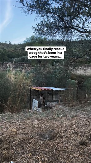 The Simba Foundation on Instagram: "For more than two years, Ringo lived confined to a cage on deserted land in the south of Italy. He was deliberately starved, left without consistent access to water, and denied even the most basic care. This treatment, still tied to certain hunting practices, is a reality many dogs across Europe continue to face. Ringo survived. And today, his story stands as a reminder of why animal welfare must be a priority, not an afterthought. He represents countless anim