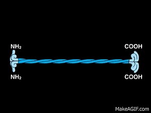 Intermediate Filaments (ECB) on Make a GIF